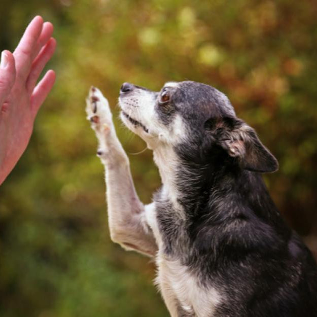 Motivating a dog to learn new tricks