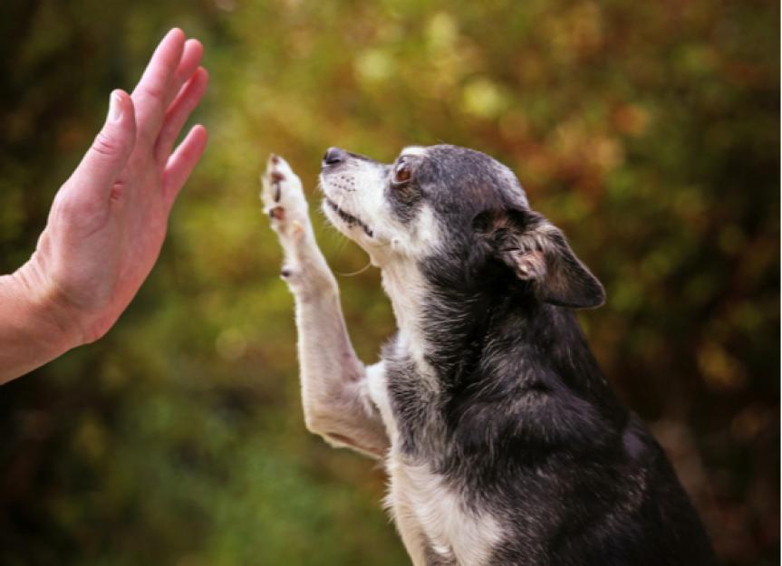 Motivating a dog to learn new tricks