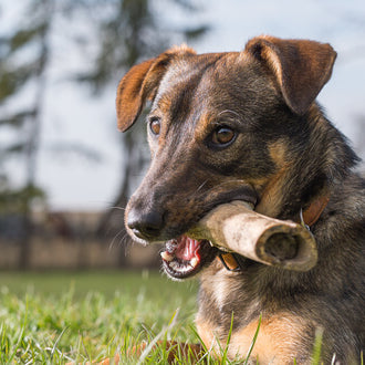 Dog snacks - are they good for animal health?