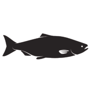 Chewy Treats - Fish
