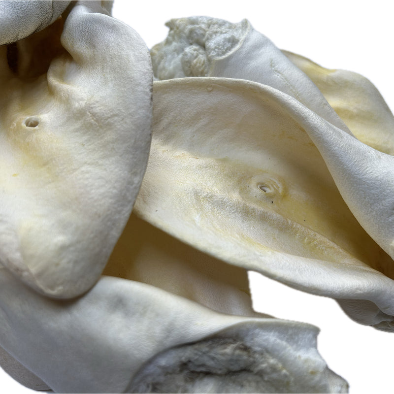 Beef Ears - White