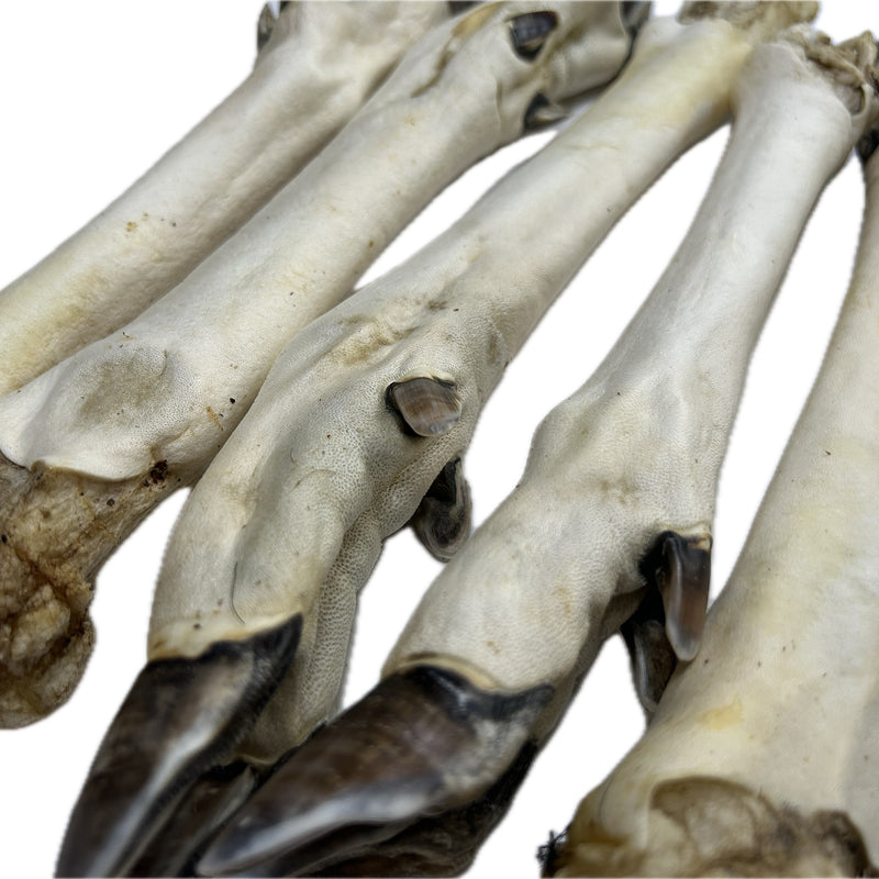 Venison Roe Legs - White