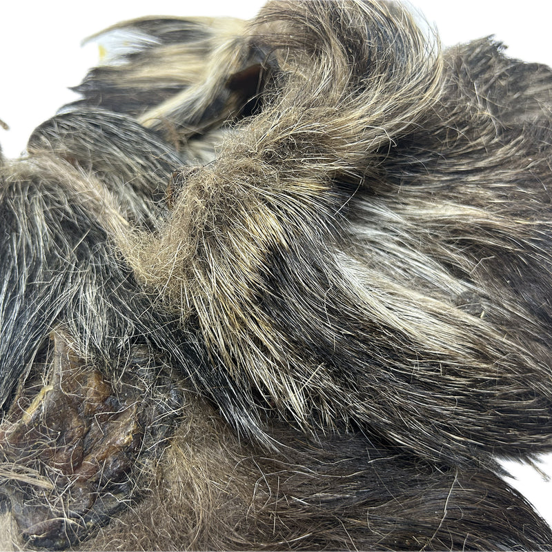 Wild Boar Ears - Furry